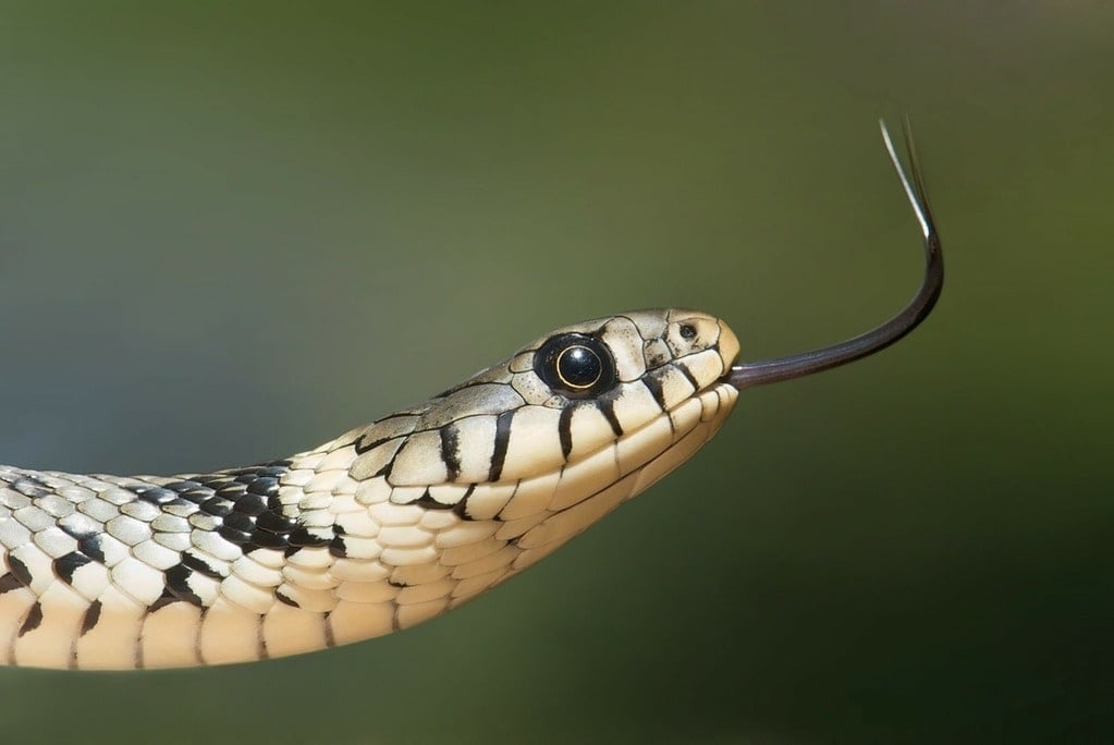 Comment bien nourrir votre serpent domestique ?