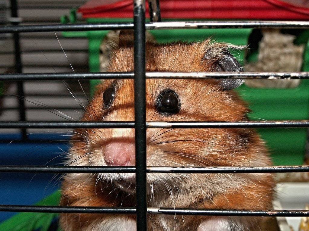 Comment nourrir correctement votre hamster ?