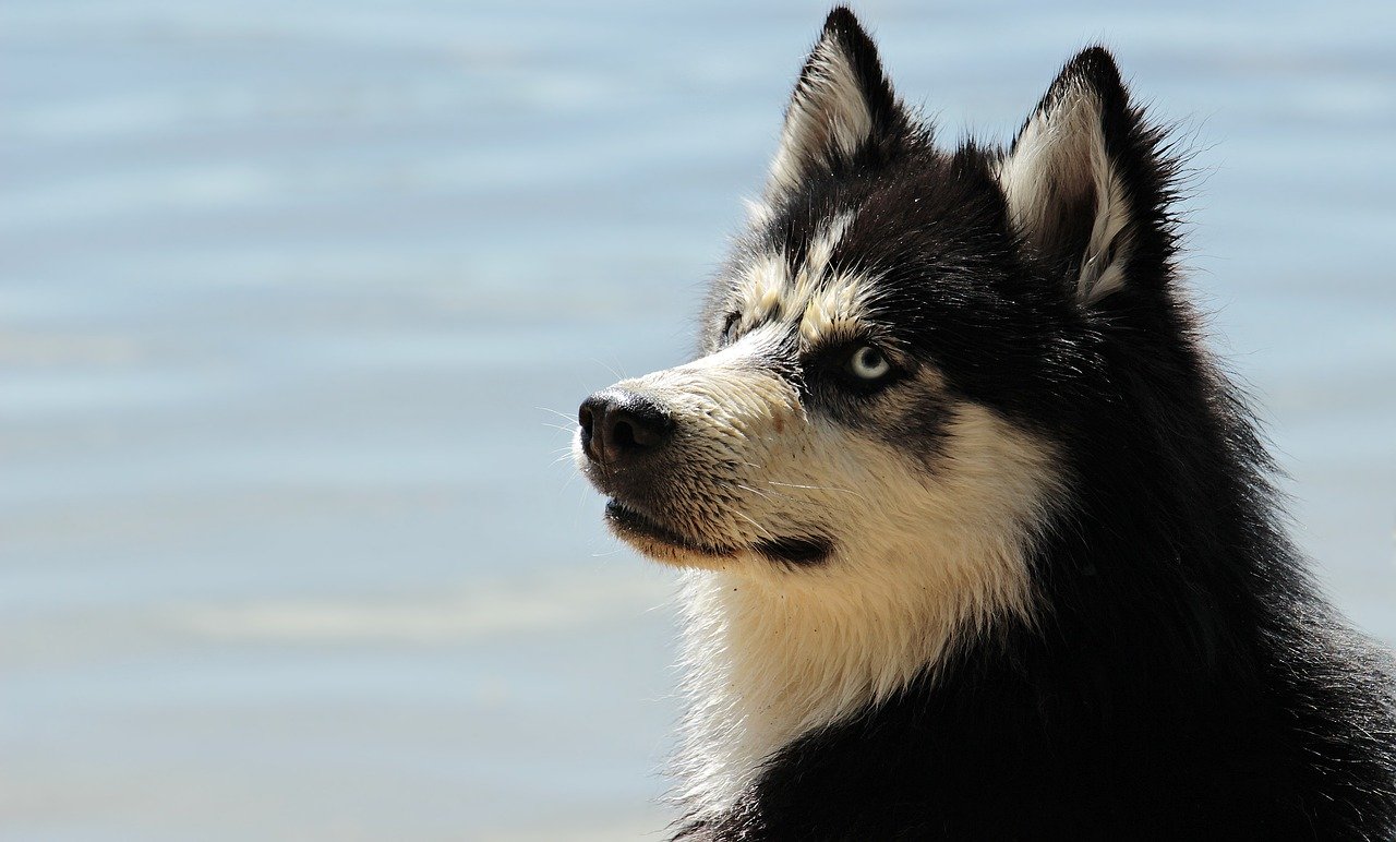 Les activités extérieures idéales pour votre chien