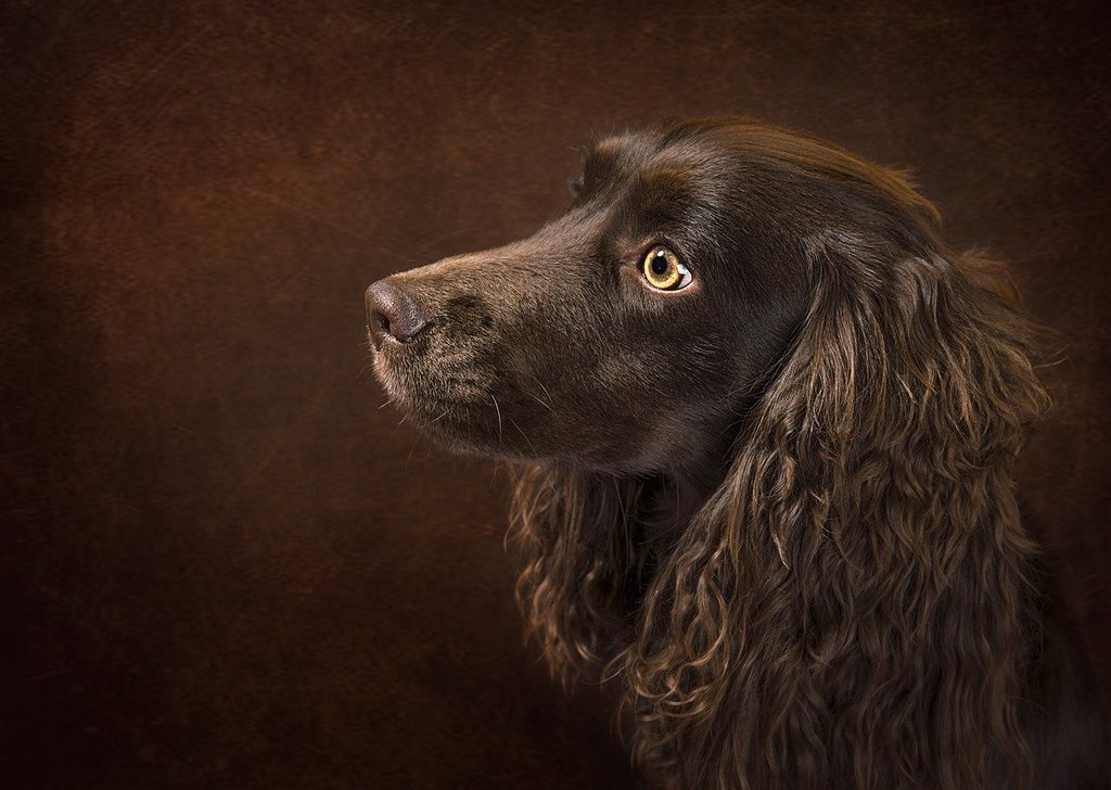 Les avantages d'adopter un chien adulte