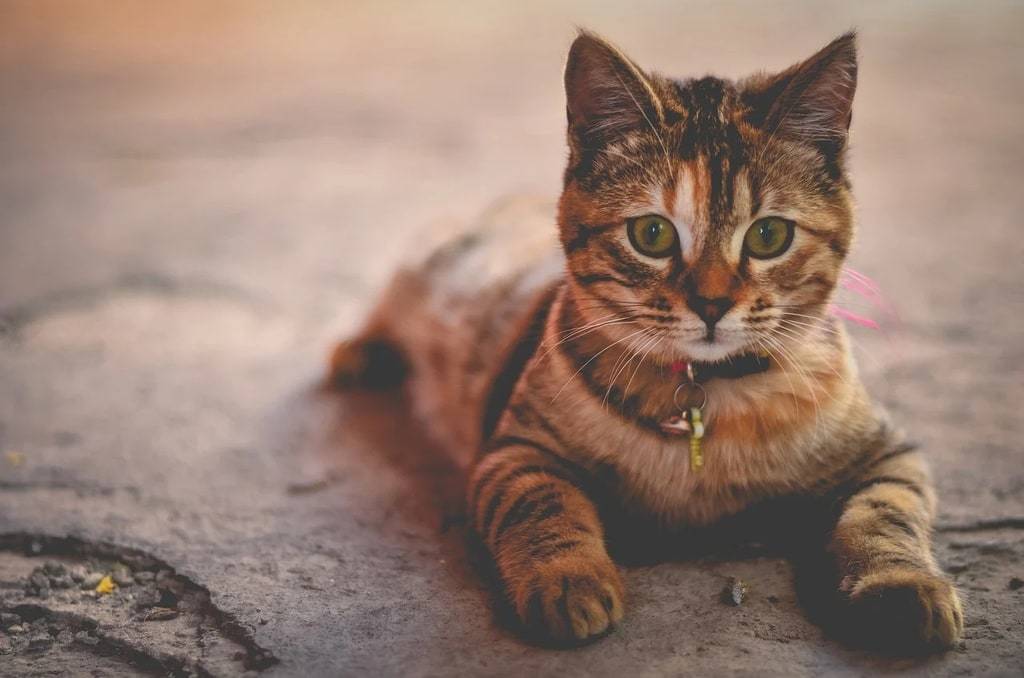 Pourquoi les chats adorent les cartons et les boîtes ?